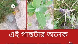 এই গাছটার অনেক গুন রয়েছে আসেন এই গাছটার সাথে পরিচয় হয়