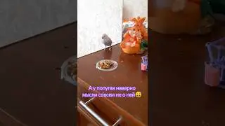 Попытка 2. Снова предлагаю пророщенку попугаю 😅 #shorts
