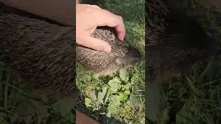 Un arici pogonici la plimbare prin gradina