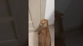 Открой дверь 🤣 