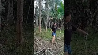 Hidup didesa. mencari kayu bakar dihutan untuk memasak