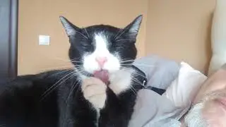 Мусик, это не просто кот, а самый красивый кот 4