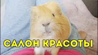 САЛОН КРАСОТЫ ДЛЯ МОРСКОЙ СВИНКИ / Сальная Железа