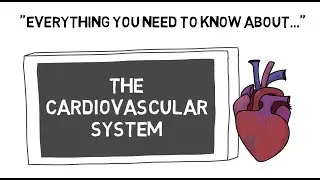 The CV System | Sport Science Hub: Physiology Fundamentals | No Music