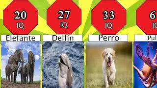🐙Comparación : Inteligencia Animal 🐕