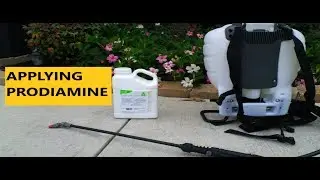 How to apply prodiamine 65 WDG