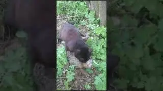 кошка охотится по зайцам