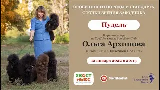 Пудель / Ольга Архипова. Питомник 