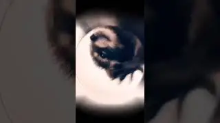Dancing Racoon Meme Template