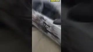 Нанесение тату на авто) Печать на виниле