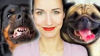 Воспитание и дрессировка хаски: доминирование