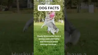 Is this true dog lovers? #dog #dogfacts #husky #shorts