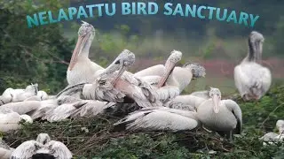Nelapattu Bird 🐦 Sanctuary.