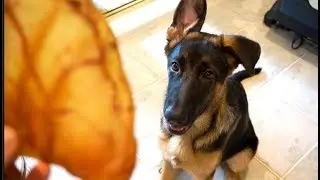German Shepherd Puppy | WHY DO YOU DO THIS?!