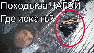 Поездка в лес) на заготовку Чаги!!!