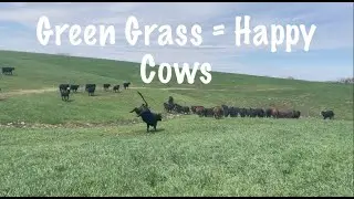 Green Grass has Arrived!|Calving Continues!