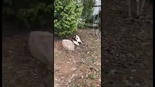 Толстый, но шустрый! 