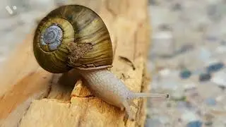 snail woods robust lancetooth🐌🐌#shorts #snail