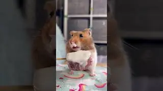 🐹🍭 