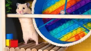 Cute pet HAMSTER on TREASURE HUNT ADVENTURE