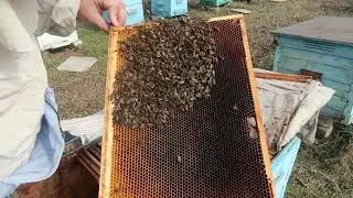 ➤Найслабший вулик ➤ Яка причина? ➤[Пасіка 2023]
