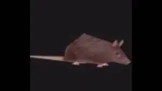 1 HOUR horizontally spinning rat (720p)