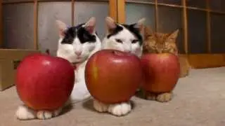 のせ猫　まとめ１