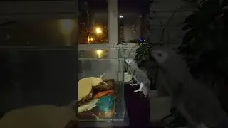 Знакомство с улиткой ахатиной.Говорящий попугай Жако Бендер