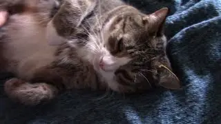 Cute Purring Cat Getting Some Happy Petting