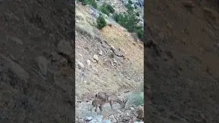 YABAN KEÇİLERİ YAMAÇTAN İNİYOR! #keçi #yabankeçisi #wildgoat #goat #youtubeshorts #keşfet #wildlife