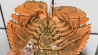 What On EARTH IS THIS CREATURE?!