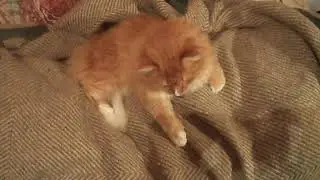 Мой третий кот Бука.