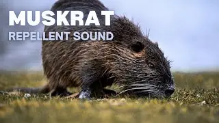 Mushkrat Repellent Sound