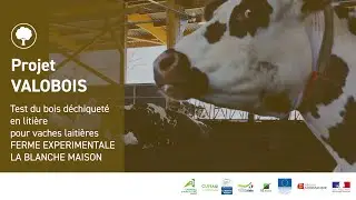 Valobois : références sur l'utilisation de bois déchiqueté en litière dans un système laitier 🪵
