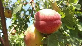 Apricot Moldavian Jubilee. Video and review from Maxi Sad nursery.