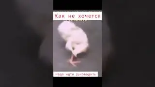 Как не хочется руководить 🤣🤣🤣