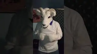 Goat Licking Girl Feet