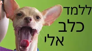 איך ללמד כלב | גור פקודה אלי בצורה מושלמת - פקודה הכי חשובה שיש לכלב - טל שלוש מאלף כלבים בכיר
