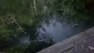 У нас Экологическая Катастрофа на р. Векса часть 2