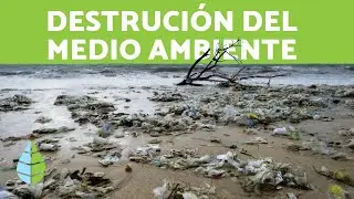 DESTRUCCIÓN del MEDIO AMBIENTE y del HÁBITAT