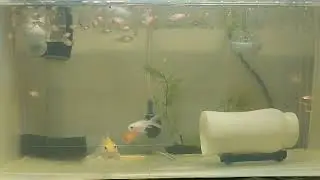 Aquarium Burayak Ikan Platy