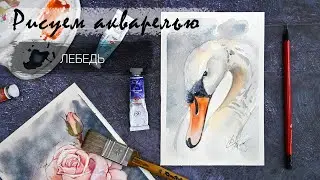 Watercolor Painting in 20 Minutes – Swan. Quick Sketches. Watercolor for Beginners
