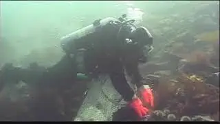 West Coast Fishing - Dive