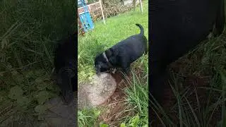 Новая порода ягдтерьера от Ники 🤣 #shorts #ягдтерьер #ника