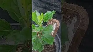 Apple Grown from Seeds and Newly Pruned Apple Seedling