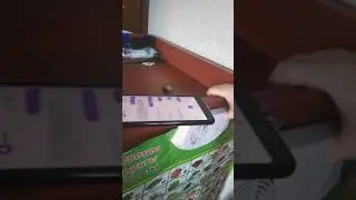 Серьезный разговор с Алисой / А сколько котиков вы бы хотели