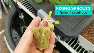 How to Support Weak Seedling Stems in Hydroponics