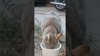 cutest cat #cutecat #cat #catlover #youtubeshorts