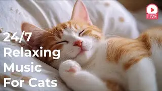 🔴[LIVE] Cat Music🎵Relaxing Music to Relieve Cat Stress🐈🎵Cat Sleep Music💖Cat Calming Music Video🔴
