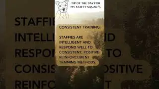 Staffy Dog Training Tip of the Day